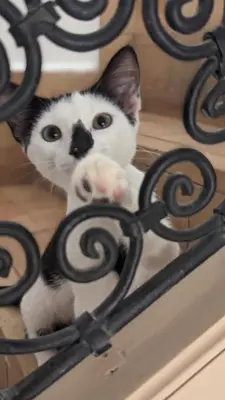 a black and white cat is looking through a gate at Riad Bamboo Suites & Spa in Marrakech
