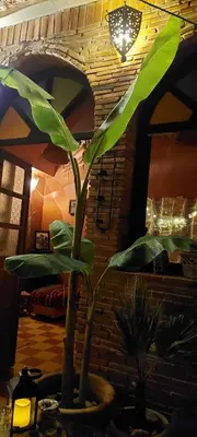 a plant in a pot in a living room at Riad Hayed in Marrakech