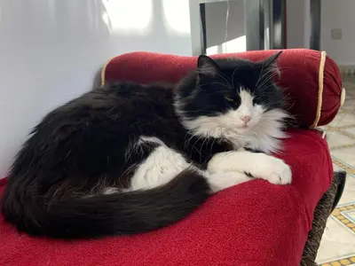 a black and white cat laying on a red chair at Riad Mouna in Marrakech