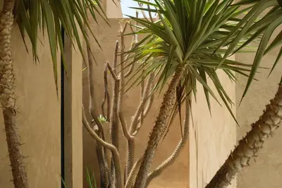 a group of palm trees next to a wall at Villa BELYA in Marrakech