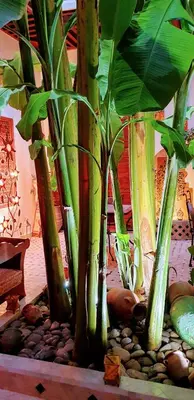 a group of bamboo plants in a room at Riad Mehdia & spa in Marrakech