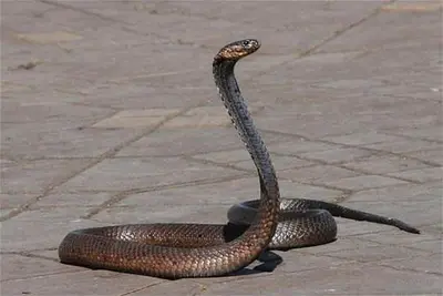 a snake statue on the ground on a sidewalk at Riad Safae in Marrakech