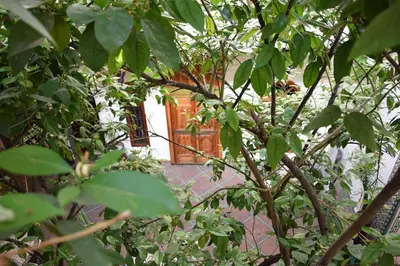 a tree with green leaves in front of a building at Riad Granvilier in Marrakech
