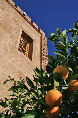 an orange tree in front of a building with a window at Casa Taos in Marrakech