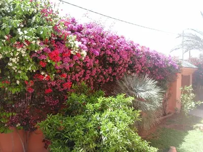 a large bush of flowers on a wall at Villa clos Odette in Marrakech