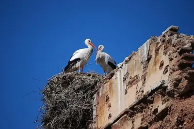 two birds sitting in a nest on a building at Riad Bjoujna in Marrakech