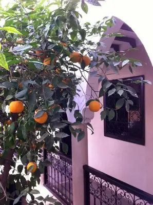 an orange tree in front of a building at Riad Le Bel Oranger in Marrakech