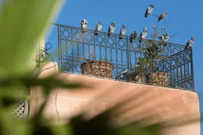a group of birds sitting on top of a fence at Riad El Maktoub in Marrakech