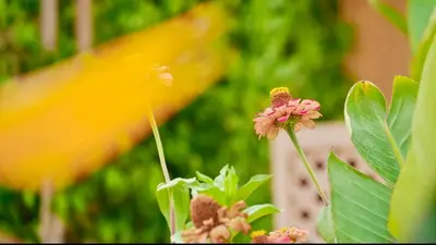 a yellow bird standing next to a pink flower at Riad Zouhour in Marrakech