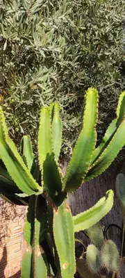 a green cactusuanauanauanauanauanauanauanauanauanauanauanauana at Beldicolors in Marrakech