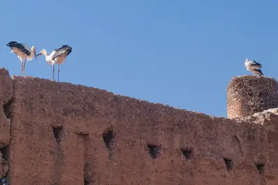 a group of birds perched on top of a wall at Riad Of The Storks in Marrakech