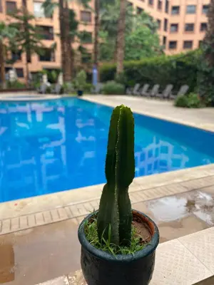 a cactus in a pot in front of a pool at Résidence Caprice Palace Hivernage in Marrakech