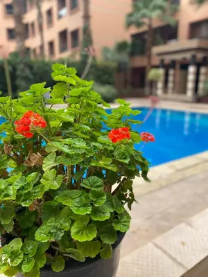a plant with red flowers in a pot next to a pool at Résidence Caprice Palace Hivernage in Marrakech