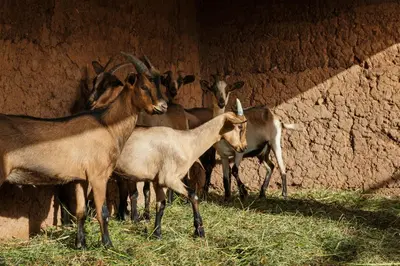 a group of goats standing next to a wall at Pavillon Terra Ababila en Exclusivité in Marrakech