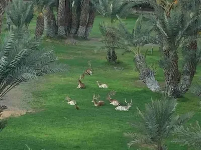 a group of deer laying in the grass at Le Havre de paix in Marrakech