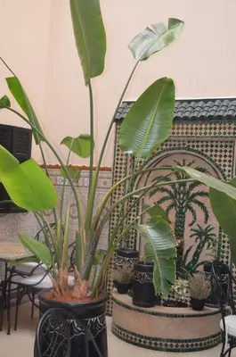 a group of plants in pots in a room at JHDARINNA in Marrakech