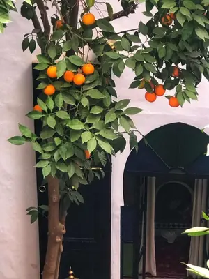 an orange tree in front of a door at Riad ABBASSIA Marrakech Premiere - Authentic Medina Experience in Marrakech