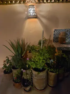 a bunch of potted plants in a room with a light at Riad dar Karam in Marrakech