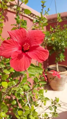 a red flower is growing on a plant at Riad dar Karam in Marrakech