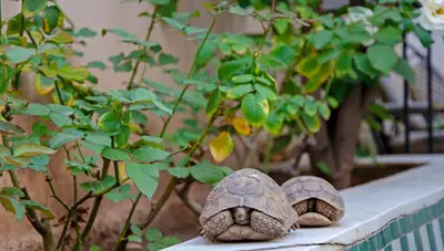 two turtles sitting on a ledge next to a plant at Riad Esmeralda in Marrakech