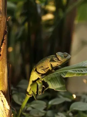 a small lizard sitting on top of a leaf at Riad Casa Felicità & SPA in Marrakech
