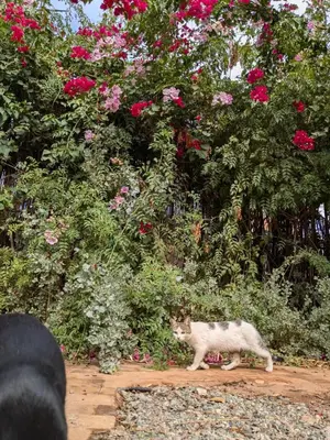 a white cat walking in front of some flowers at Dar saafia in Marrakech