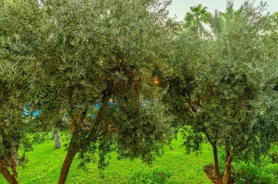 a group of trees in a field with green grass at Le Meridien N'fis in Marrakech