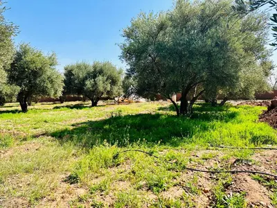 a group of trees in a field with green grass at La Ferme des Tipis Marrakech in Marrakech