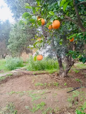 an orange tree with lots of oranges on it at La Ferme des Tipis Marrakech in Marrakech
