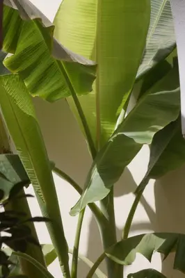 a green plant with large green leaves at Riad petit Karmela in Marrakech