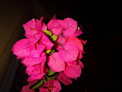 a bunch of pink flowers in a vase at Riad Bel Haj in Marrakech