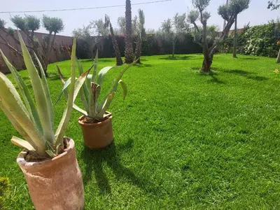 two potted plants sitting on the grass in a yard at Dar Sofia Villa in Marrakech