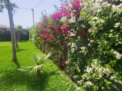 a garden with colorful flowers on a hedge at Dar Sofia Villa in Marrakech