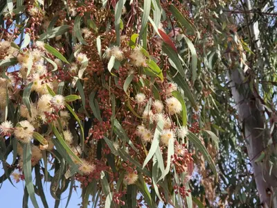 a tree with lots of flowers on it at Dar Sofia Villa in Marrakech