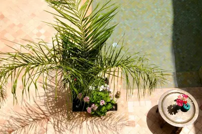 a potted plant and flowers on a tile floor at Riad Les Hibiscus in Marrakech