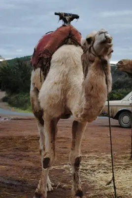 a dog sitting on the back of a camel at Riad Dar Selen in Marrakech