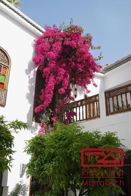 a bunch of pink flowers hanging from a building at Riad Alma in Marrakech