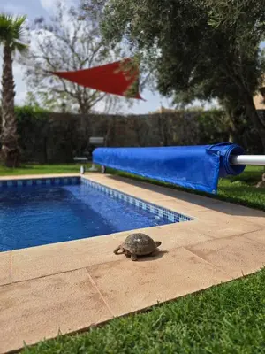 a turtle is sitting next to a swimming pool at Villa Ily Marrakech Oasis privée avec piscine chauffée et panorama Atlas in Marrakech